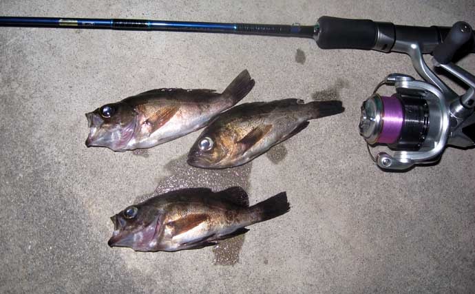 「アミパターン」は早春のメバル狙い最強メソッド　【ポイント・ルアー・アクションを解説】