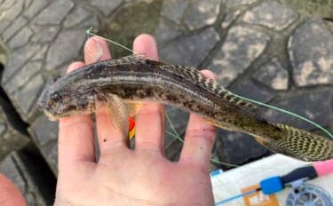 穴釣りで20cm大ハゼが登場!【三重・長良川河口】19cmウロハゼも顔見せ