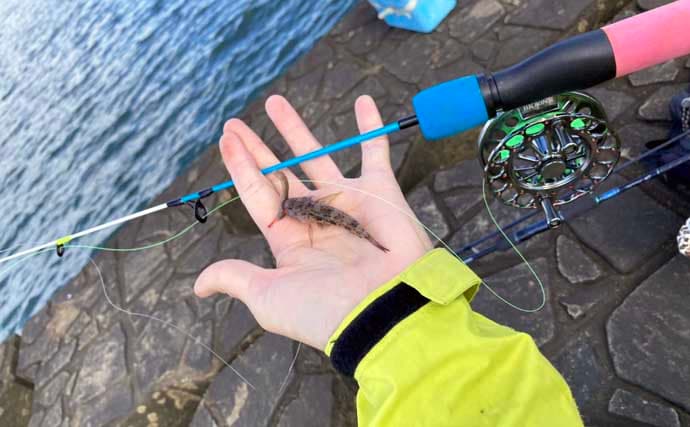 穴釣りで20cm大ハゼが登場！【三重・長良川河口】19cmウロハゼも顔見せ