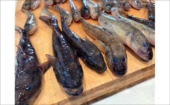 穴釣りで20cm大ハゼが登場！【三重・長良川河口】19cmウロハゼも顔見せ