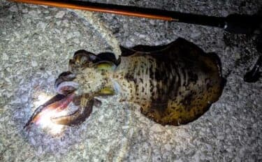 陸っぱりエギング釣行で1.2kgアオリイカ浮上【熊本】3kg超えキャッチの情報も!