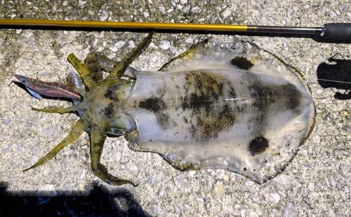 陸っぱりエギング釣行で1.2kgアオリイカ浮上【熊本】3kg超えキャッチの情報も！