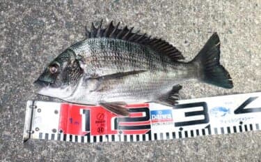 人生初のクロダイを釣りたいなら電気ウキ釣りで決まり！ 「3つの極意」とは？