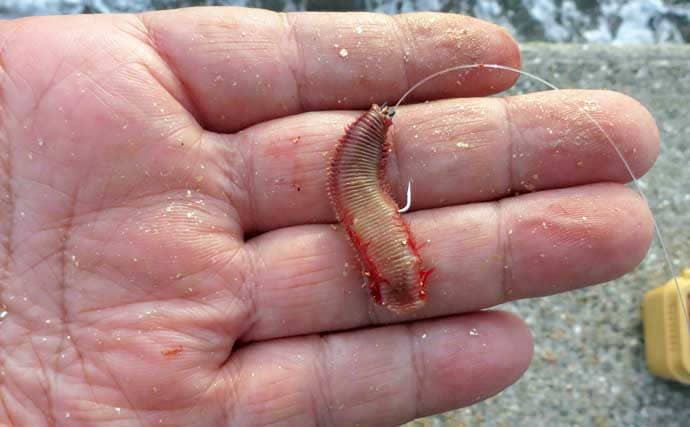 人生初のクロダイを釣りたいなら電気ウキ釣りで決まり！ 「3つの極意」とは？