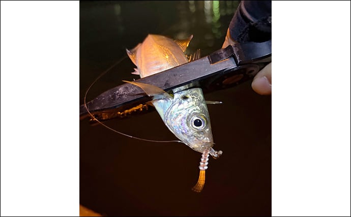 ルアーカラーの信じ過ぎにご注意を！ 「答え」ではなく「手段の一つ」と考えよう