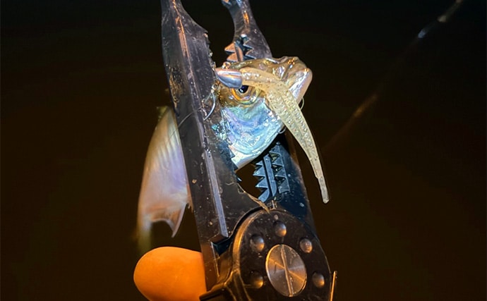 ルアーカラーの信じ過ぎにご注意を！ 「答え」ではなく「手段の一つ」と考えよう