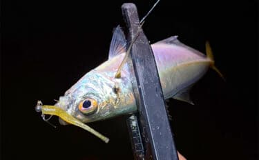 ルアーカラーの信じ過ぎにご注意を！ 「答え」ではなく「手段の一つ」と考えよう