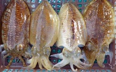 【沖釣り釣果速報】肉厚コウイカが各船で好調！竿頭11匹で入れ乗りタイムも（愛知）