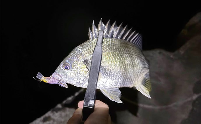 泉南エリアのメバリングで本命不発もセイゴにチヌ【大阪】 見えアジはジグ単を無視