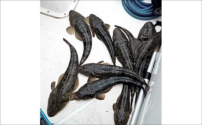 【沖のルアー釣果速報】伊勢湾のオフショアゲームでサワラ連発＆マゴチ船中20匹と絶好調！（愛知）