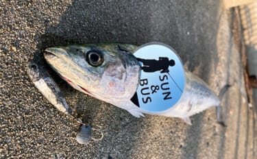 「釣れた翌日は釣れない？」サゴシ爆釣の知らせでショアジギ釣行するも本命1本【大阪】