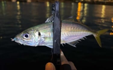 春のアジングを攻略しよう！ 【回遊タイミング・釣り方・リグを解説】