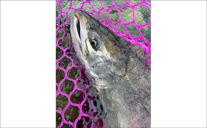 シロサケ有効利用調査に参加してみた【新潟・荒川】釣り人4人で8尾の本命を手中