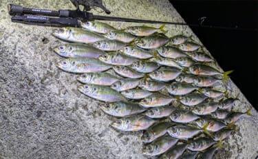 「ニューロッドでアジ連発！」 アジングで25cm筆頭に40匹超え【和歌山・中紀】