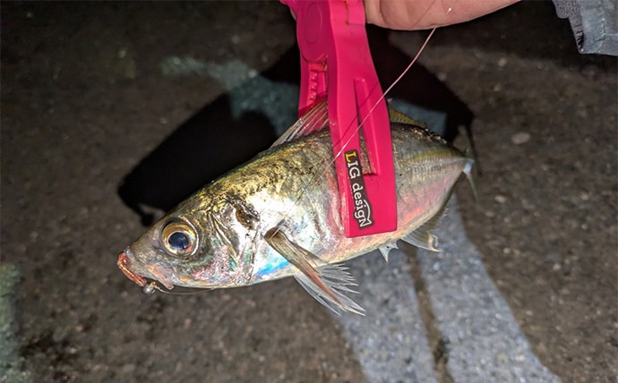 「ニューロッドでアジ連発！」 アジングで25cm筆頭に40匹超え【和歌山・中紀】