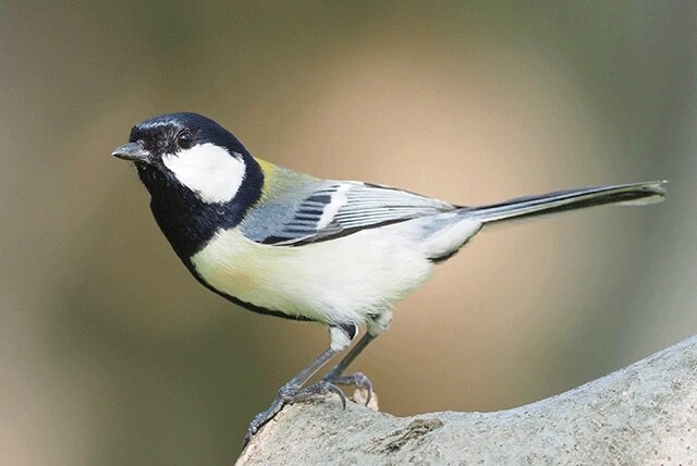 鈴木氏が研究対象とするシジュウカラ。文法を持っていることを、世界で初めて鈴木氏が突き止めた。