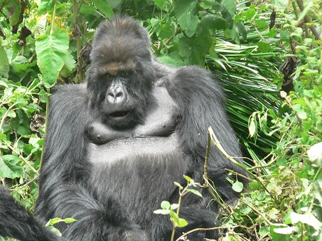 山極氏が共に過ごしたマウンテンゴリラゴリラのタイタス。