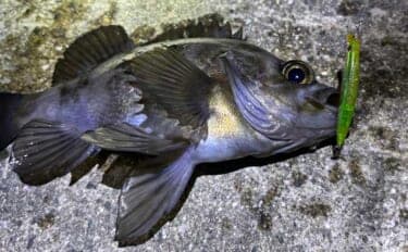 「陸っぱりアングラーは覚えておこう!」海釣り春のスタートは【海水温14℃】が目安