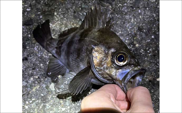 「陸っぱりアングラーは覚えておこう！」海釣り春のスタートは【海水温14℃】が目安
