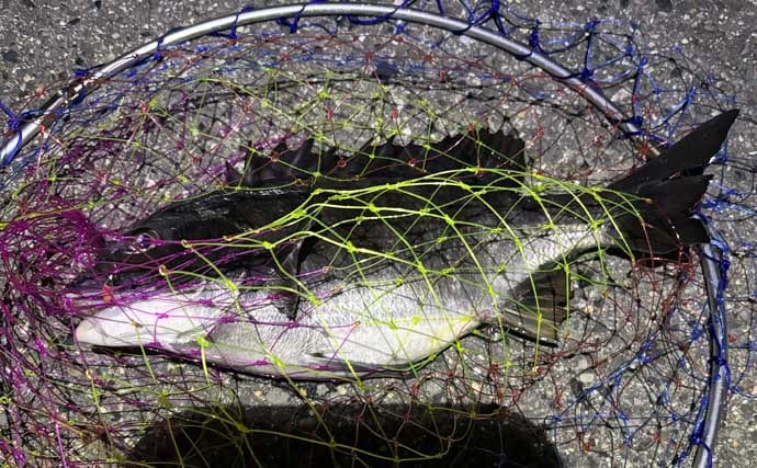 「陸っぱりアングラーは覚えておこう！」海釣り春のスタートは【海水温14℃】が目安