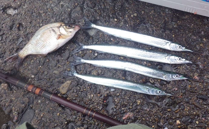 鹿島港サヨリ釣りで本命4匹と苦戦【茨城】まきエサワークとアワセが重要か