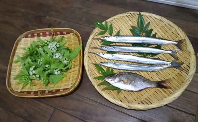 鹿島港サヨリ釣りで本命4匹と苦戦【茨城】まきエサワークとアワセが重要か