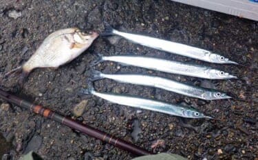 鹿島港サヨリ釣りで本命4匹と苦戦【茨城】まきエサワークとアワセが重要か