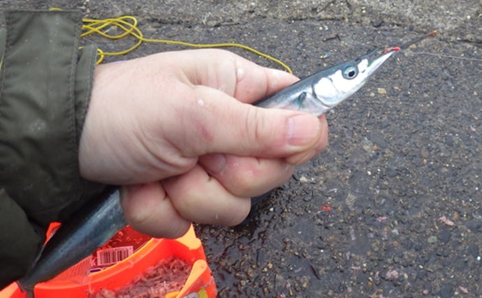 鹿島港サヨリ釣りで本命4匹と苦戦【茨城】まきエサワークとアワセが重要か