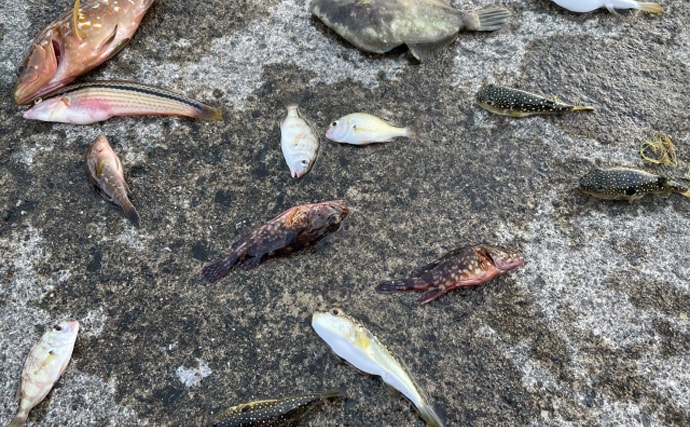 目に見えない海洋ゴミ「ナノプラスチック」のせいで魚の生存率が低下する