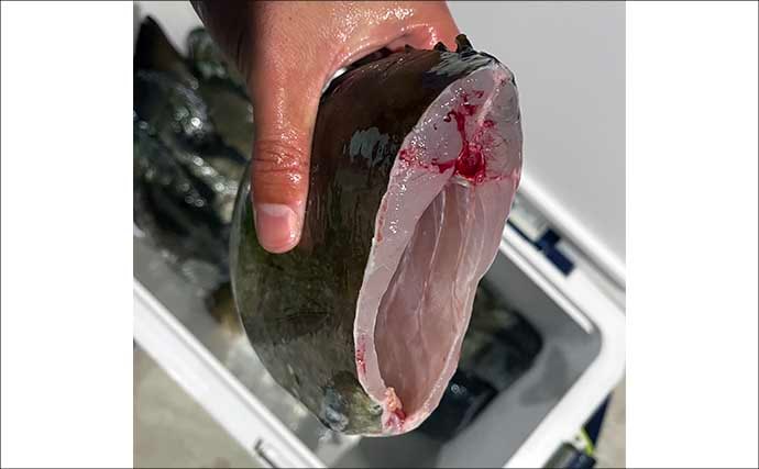 極寒の真冬の夜でもクロダイが連発！　温排水エリアをルアーで狙い撃ち