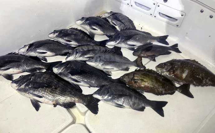 極寒の真冬の夜でもクロダイが連発！　温排水エリアをルアーで狙い撃ち