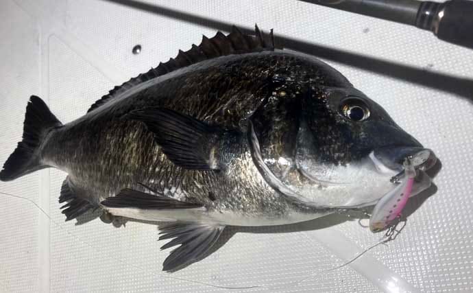 極寒の真冬の夜でもクロダイが連発！　温排水エリアをルアーで狙い撃ち