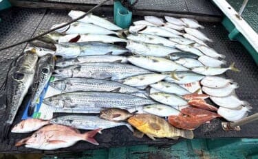 【沖のルアー釣果速報】鳥羽沖のキャスティングゲームでサワラ93cm含む青物が大連発!(三重)