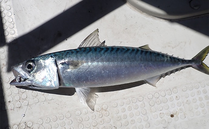 「想像以上の性能に感激!」人気の自動航行システム『ミンコタ』をボート釣りに導入してみた