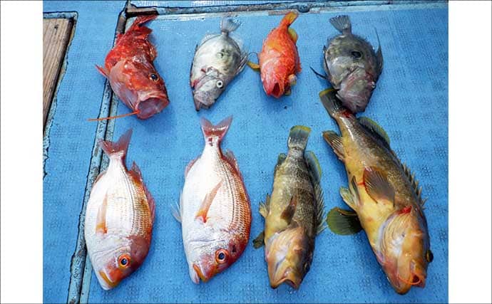 底物五目釣りでレア魚『カケハシハタ』が浮上！【船のエサ釣り最新情報／愛知・静岡】