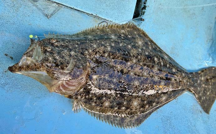 相模湾ヒラメ釣りで52zm頭に本命2尾キャッチ【神奈川】船中釣果は8尾