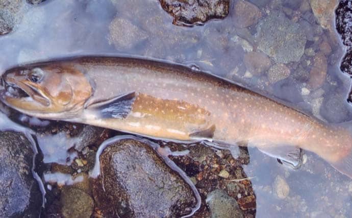 解禁直後に訪れたい秋山川の渓流釣りポイント【山梨】入渓しやすい中流域の好場所を紹介