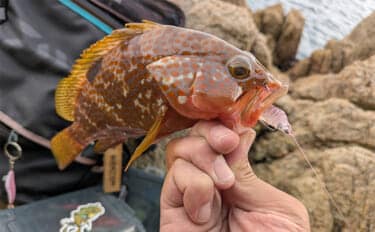 「エギングの合間に楽しもう!」エギングタックル流用のライトロックゲームでアコウ連発