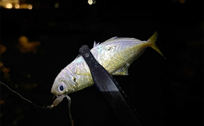 釣り人的【秋に美味しい魚介類】　旬の美味しさも釣ってたべればなお一層？