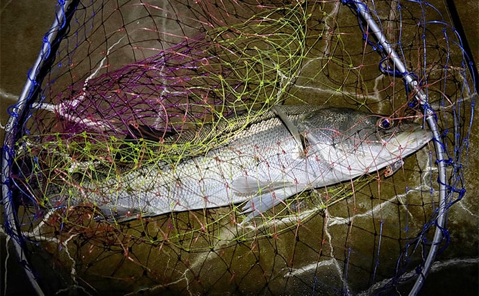 泉大津でのメバリング釣行で55cm頭にシーバス連発【大阪】 メバルは顔見ず