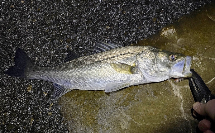 泉大津でのメバリング釣行で55cm頭にシーバス連発【大阪】 メバルは顔見ず