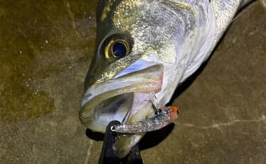 泉大津でのメバリング釣行で55cm頭にシーバス連発【大阪】 メバルは顔見ず