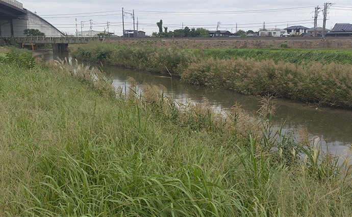 「見かけても絶対触っちゃダメ!」 釣り場で見かける有毒&危険植物3選