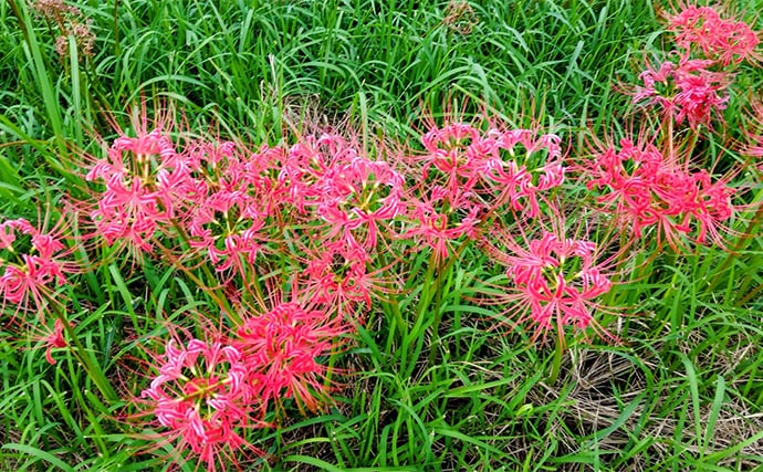 「見かけても絶対触っちゃダメ!」 釣り場で見かける有毒&危険植物3選