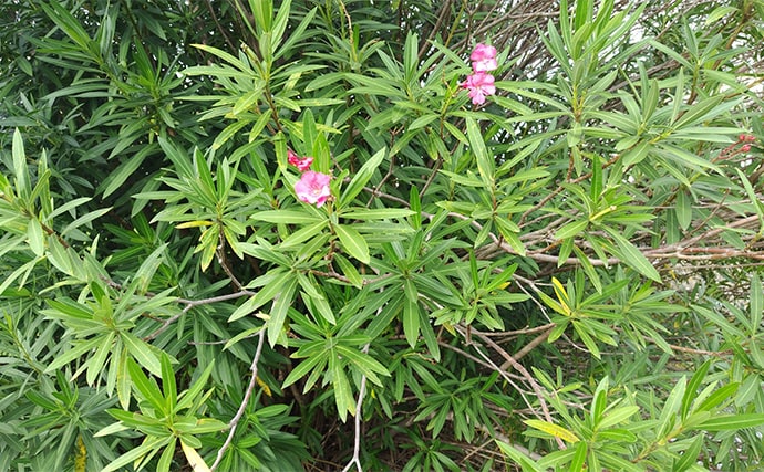 「見かけても絶対触っちゃダメ!」 釣り場で見かける有毒&危険植物3選