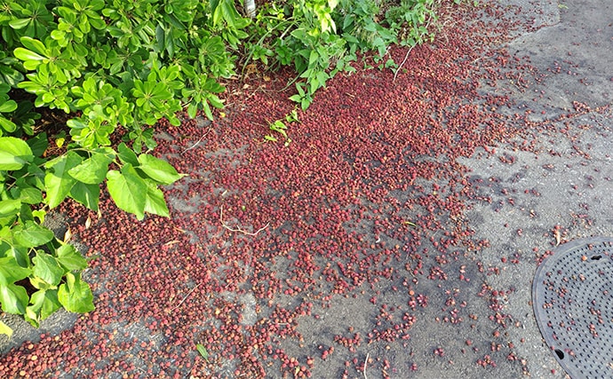 「見かけても絶対触っちゃダメ!」 釣り場で見かける有毒&危険植物3選