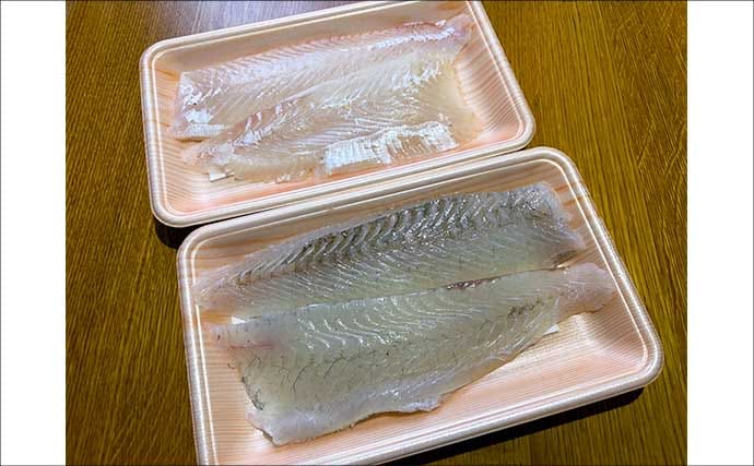 堤防ちょい投げキス釣りで想定外の49cmヒラメ登場にビックリ！【千葉】