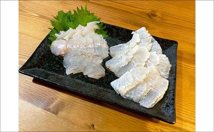 堤防ちょい投げキス釣りで想定外の49cmヒラメ登場にビックリ！【千葉】