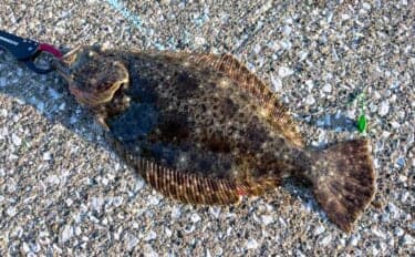 堤防ちょい投げキス釣りで想定外の49cmヒラメ登場にビックリ！【千葉】