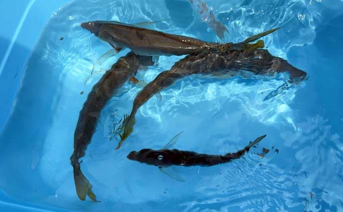 「下限は厳守で上限は目安！」シマアジ釣りにおける【指示ダナ】の考え方と魚を喰わせるコツとは？